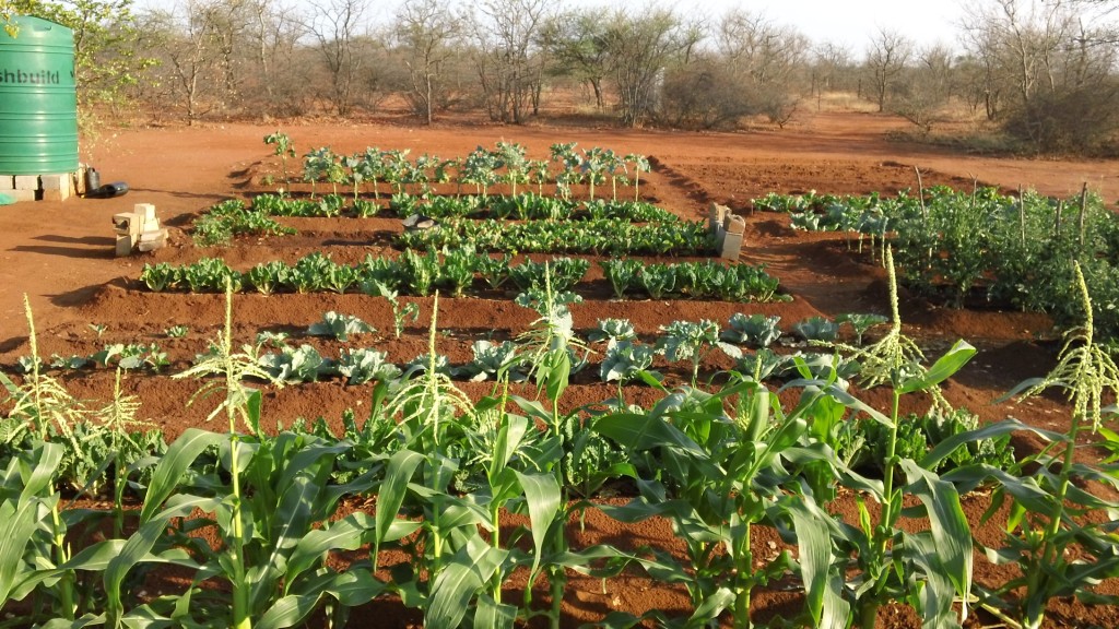 Orphan center garden