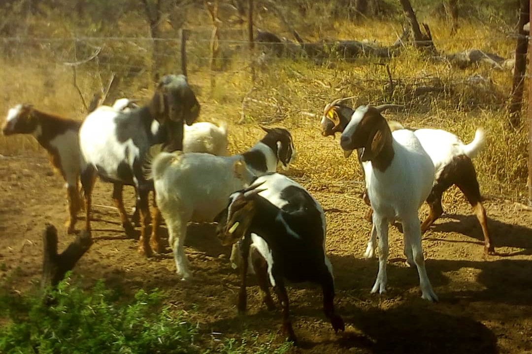 Goat herd